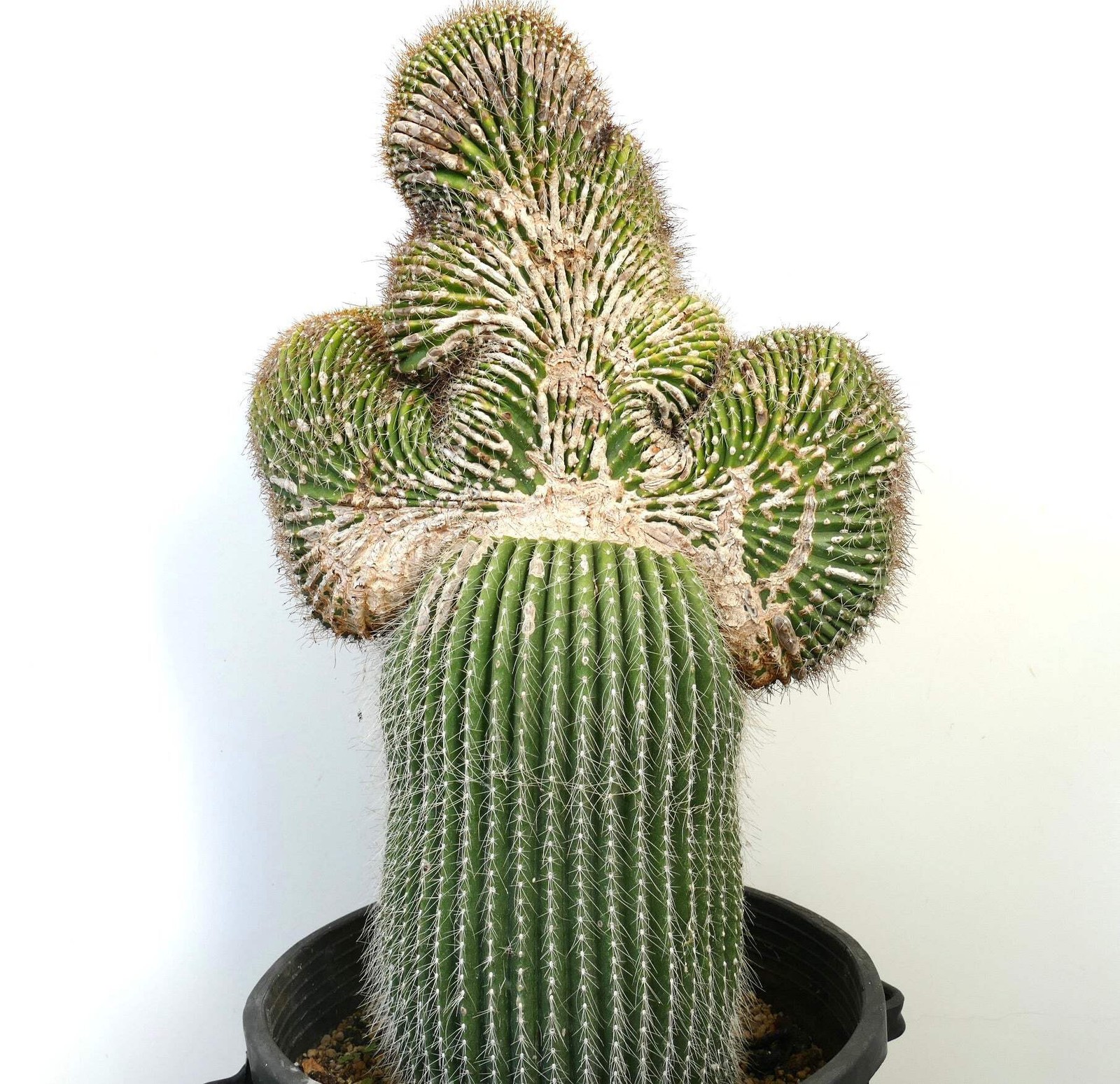 Carnegiea polylopha SAGUARO CRESTED 65x40cm – WILD no copiapoa cinerea