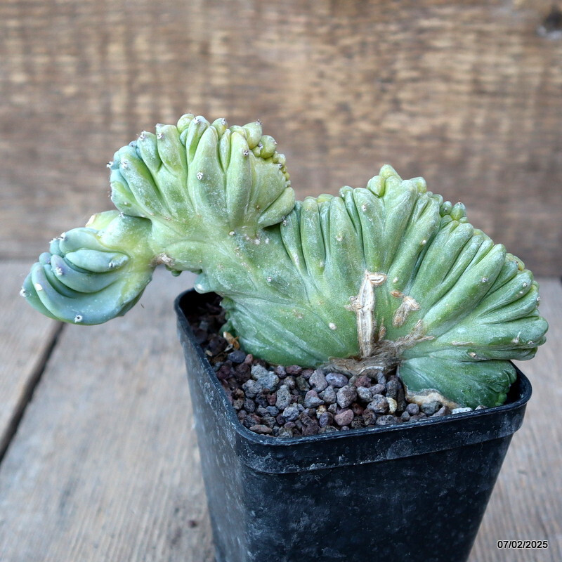 D1496 MYRTILLOCACTUS GEOMETRIZANS CRESTED pot8-H10-W14 cm MaMa Cactus