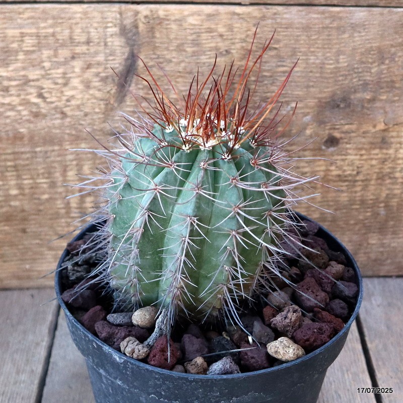 D5350 MELOCACTUS ERNESTII pot18-H14-W11 cm MaMa Cactus