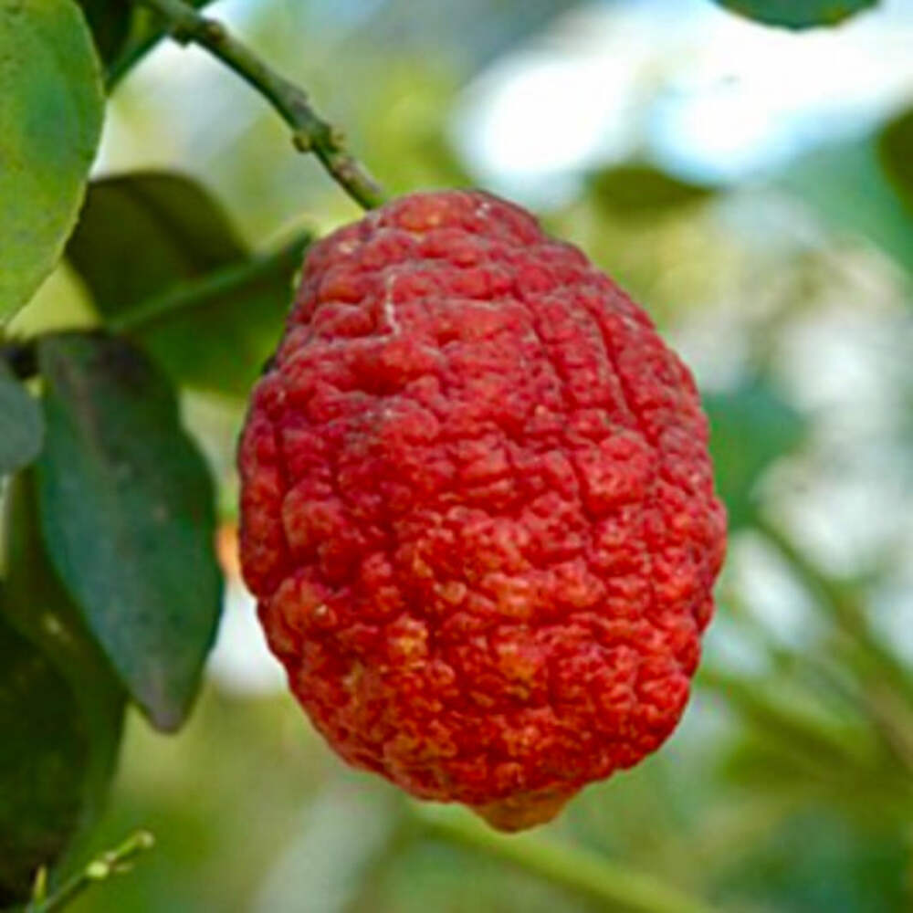Citrus limon cv ETNA (extra red fruits)