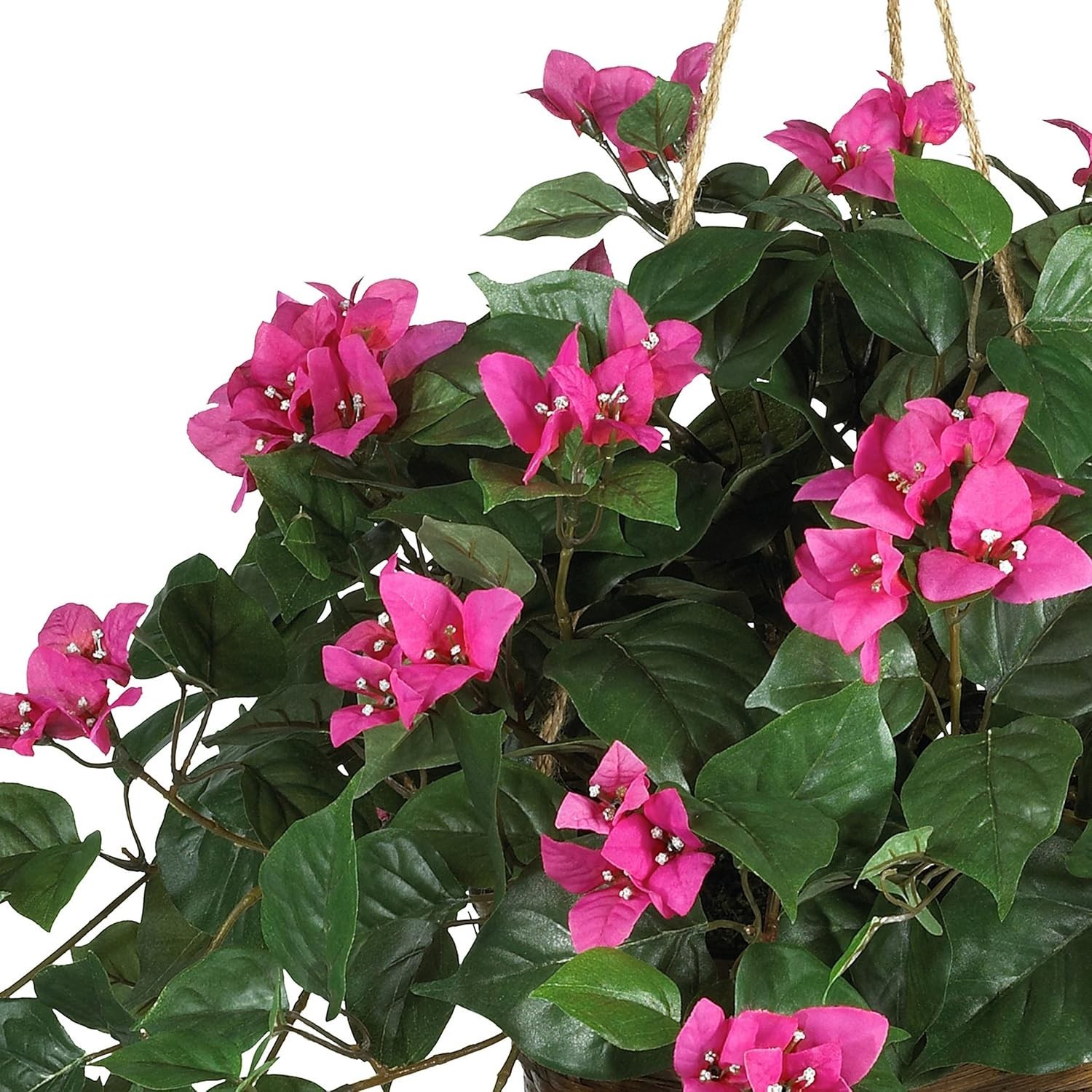 South American Bougainvillea in Wicker Basket – Indoor Decor