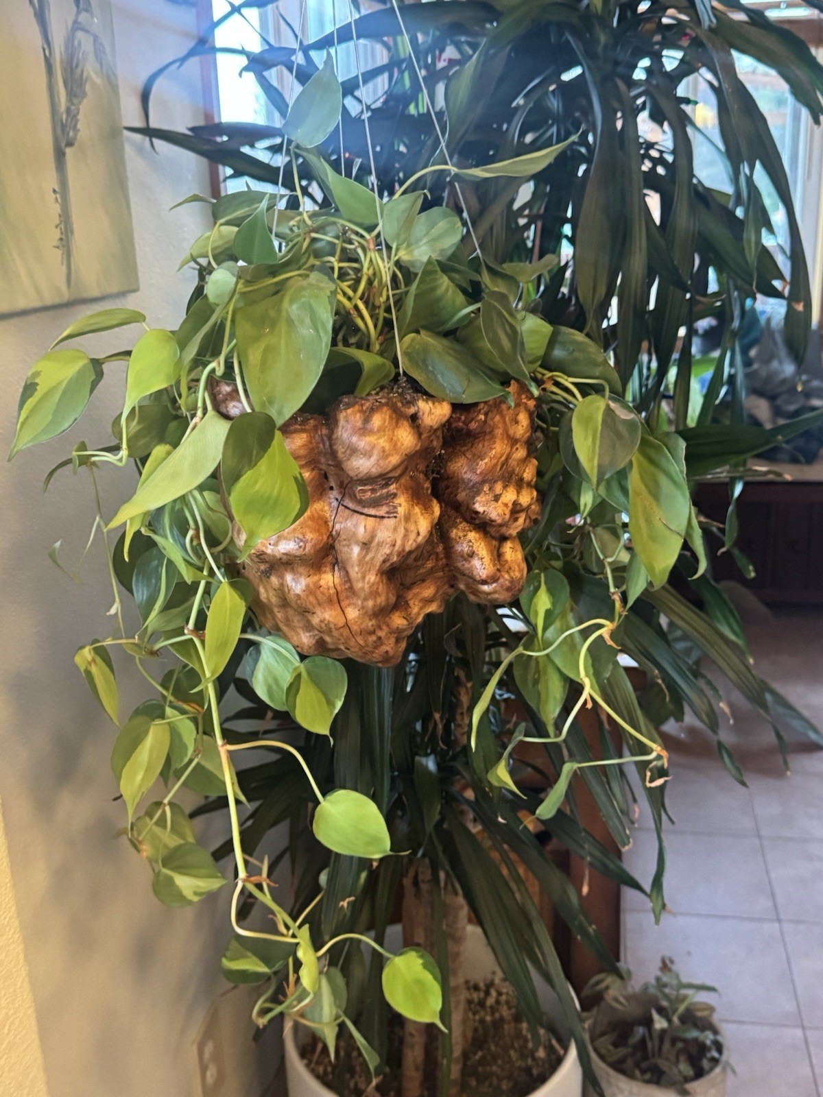 Cloud Pot Floating Flower Pot Made From Whitethorn Burl Everyone Is Unique ￼
