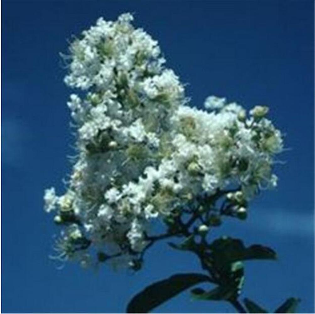 (10) CRAPE/CREPE MYRTLE SEEDS rare exotic flower garden tree USA SELLER W/TRACK