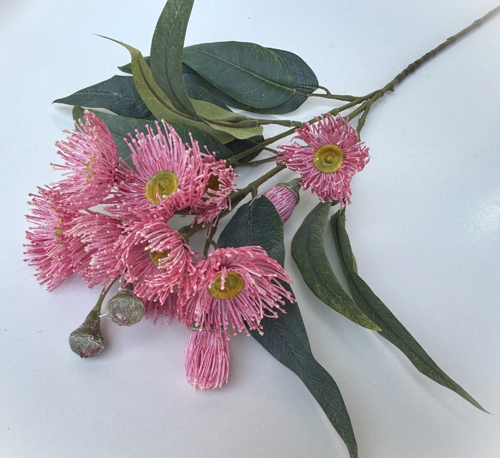 Australian Native Flower Gum Blossoms Stem Eucalyptus Pink Cream Red Blossoms x1