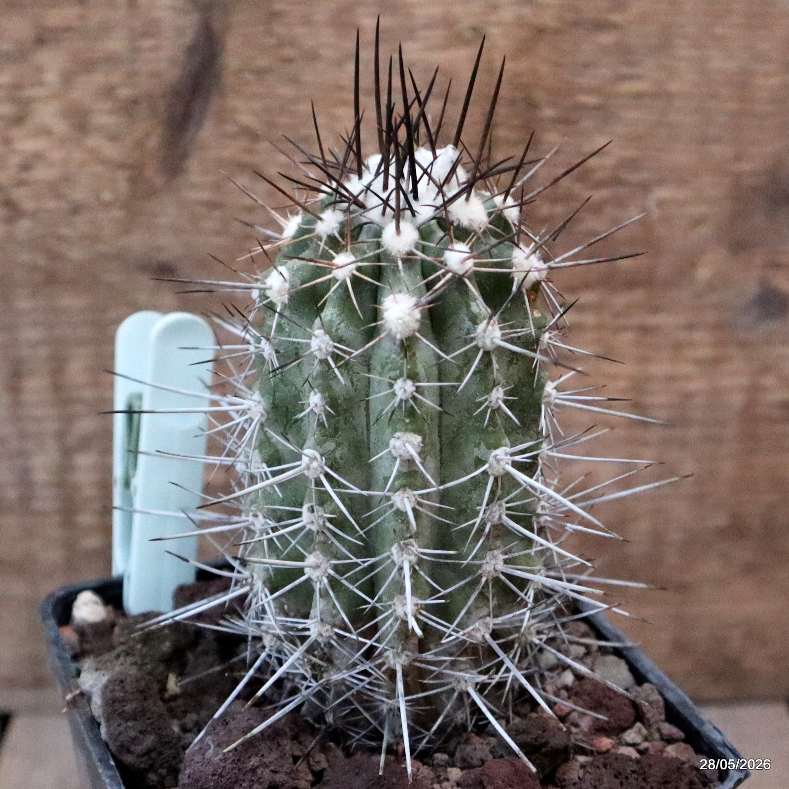 D3268 COPIAPOA LONGISPINA pot10-H11-W5,5 cm MaMa Cactus