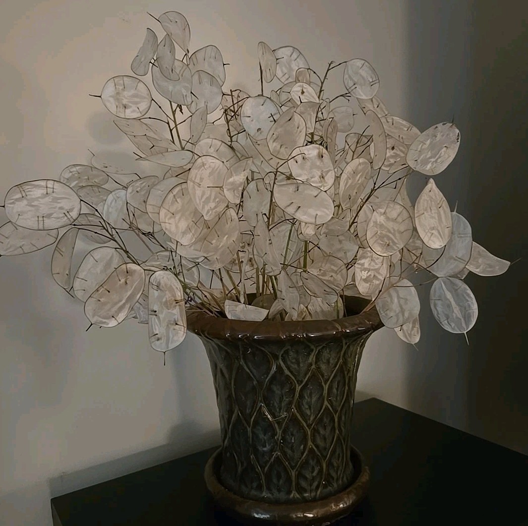 Dried Lunaria Moonwort Honesty Silver Dollar Plant Stems & seeds, 9- 12″ Stems