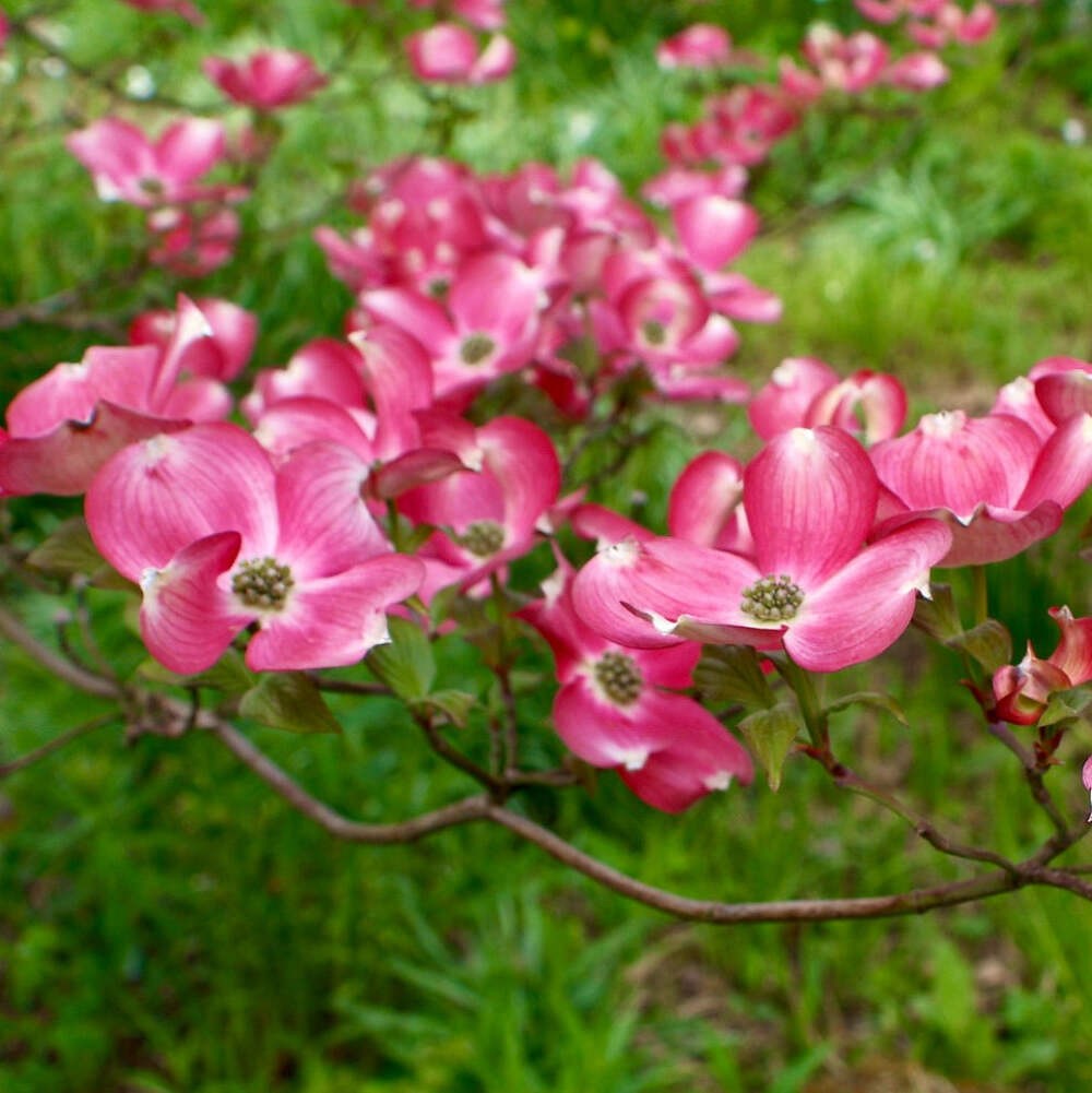 Cornus florida 120-140cm | Flowering dogwood | American dogwood – Flowering dogw