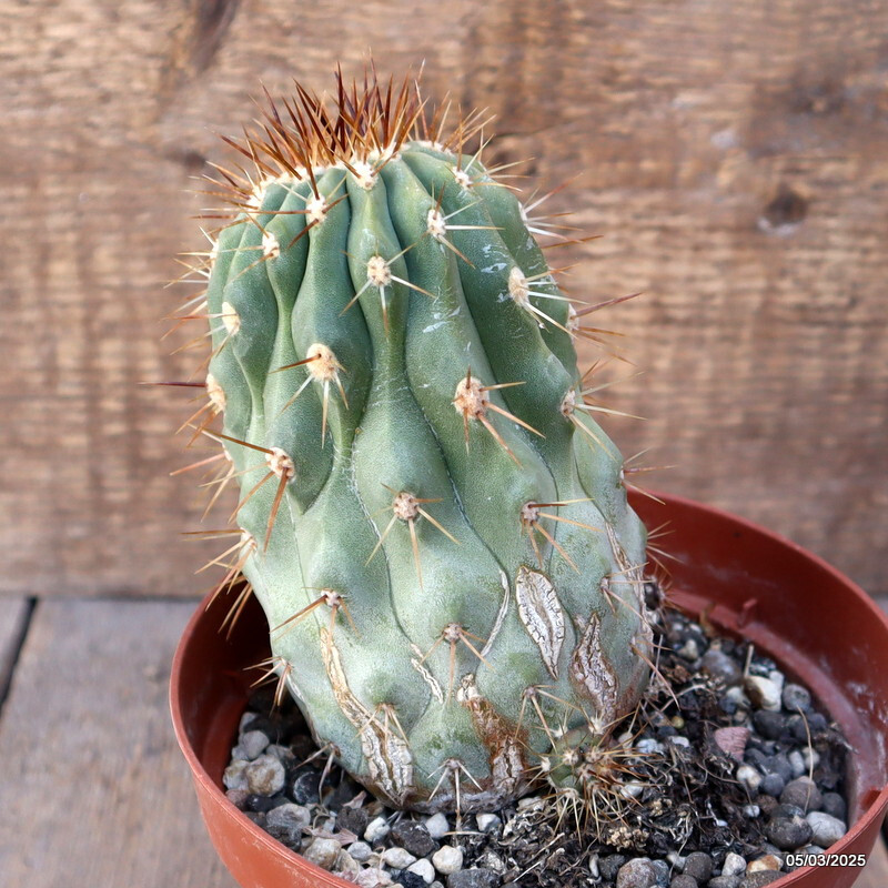 D2083 COPIAPOA HASELTONIANA GIGANTEA 15 YEARS OLD pot14-H8-W8 cm MaMa Cactus