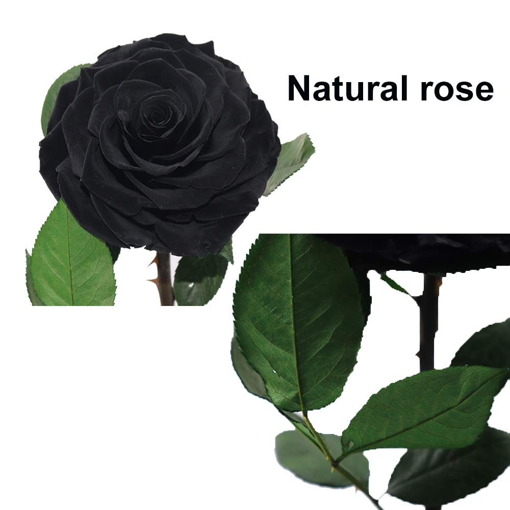 Black Preserved Roses in Glass Dome – Eternal Flowers Gift for Her, 13 Inch
