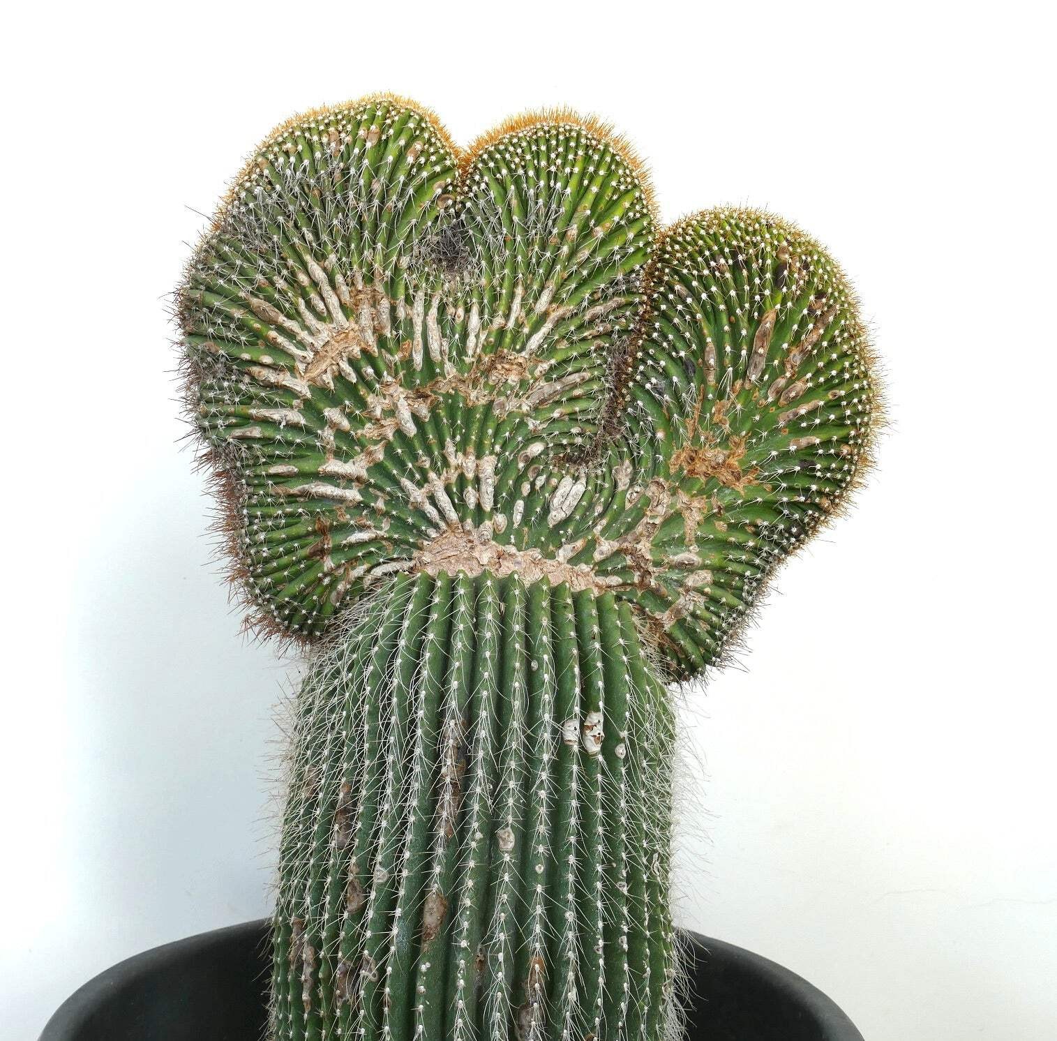 Carnegiea polylopha SAGUARO CRESTED 50x32cm – OLD SPECIMEN WILD