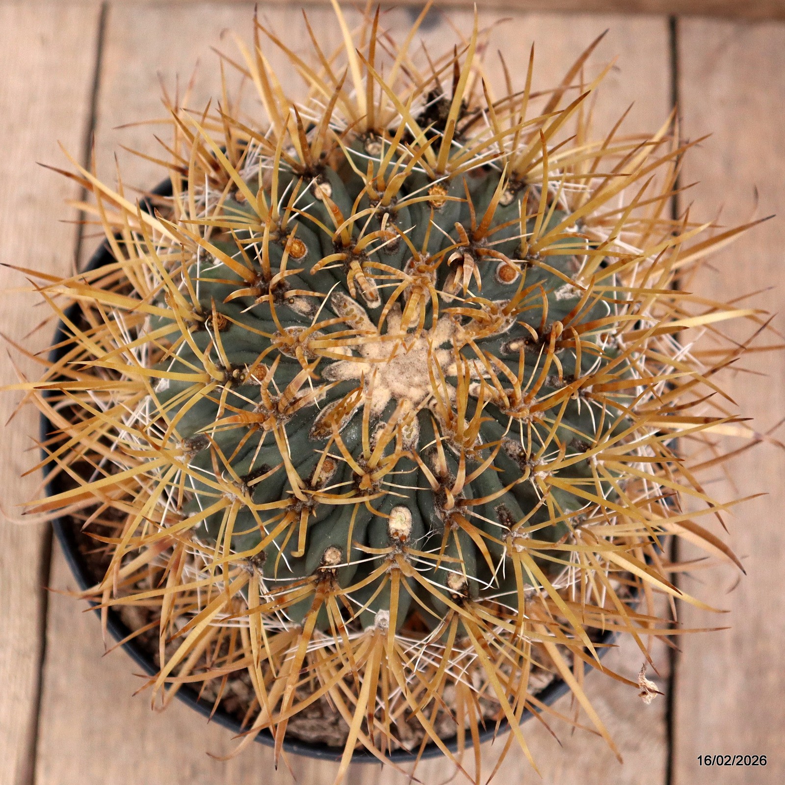 D7808 FEROCACTUS CHRYSACANTHUS pot18-H13-W14 cm MaMa Cactus