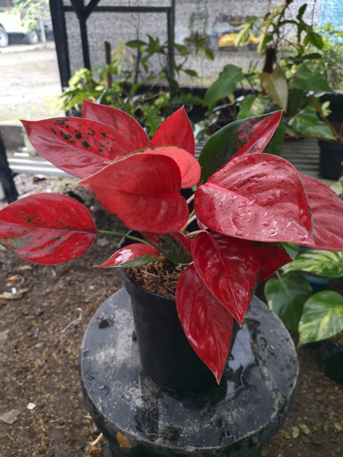 Real Pict Aglaonema Kochin Super Red Rare Plant