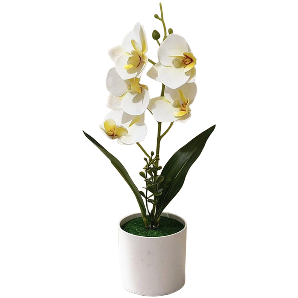 White Yellow Purple Blue Phalaenopsis Orchid Arrangement for Indoor Desk Decor