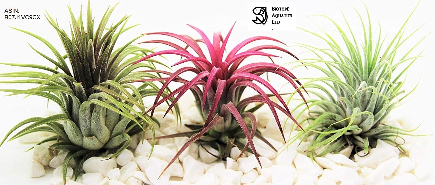 (Tillandsia) Air plants – Ionantha 3 x plant mix – Red Green & Rubra – Easy care