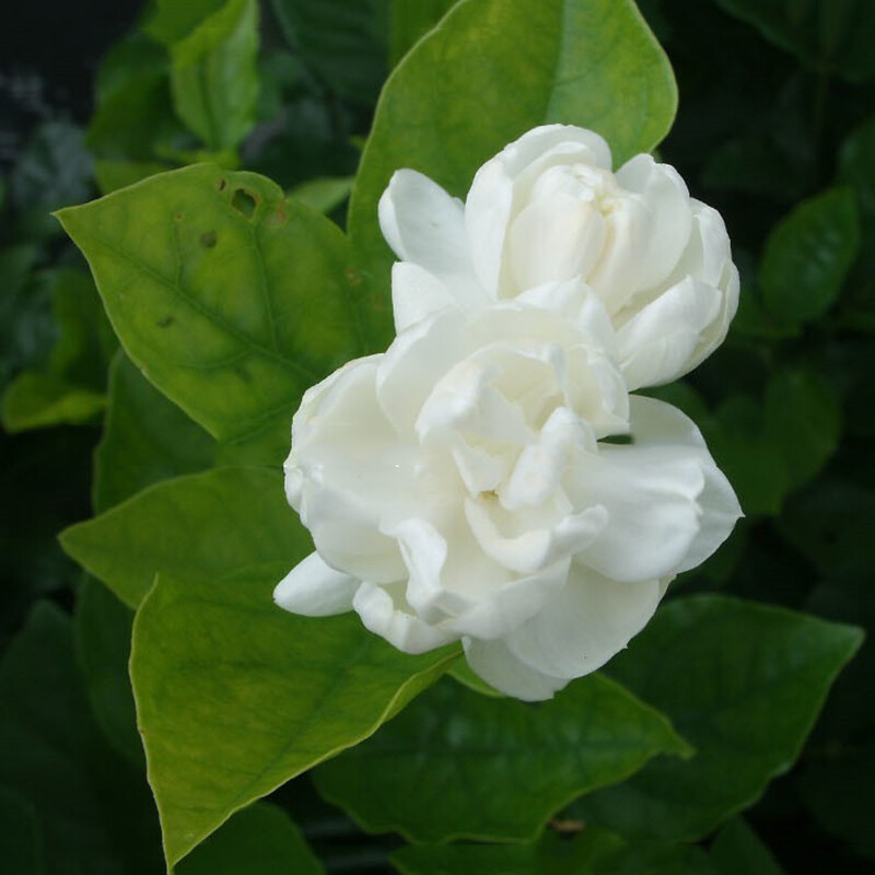 20 Jasmine seeds Fast Growing Non-GMO Fragrant Flower Garden Home