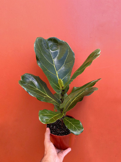 FICUS LYRATA Large Leaf Fig in 6″ Pot| LIVE Indoor & Outdoor Tropical HousePlant