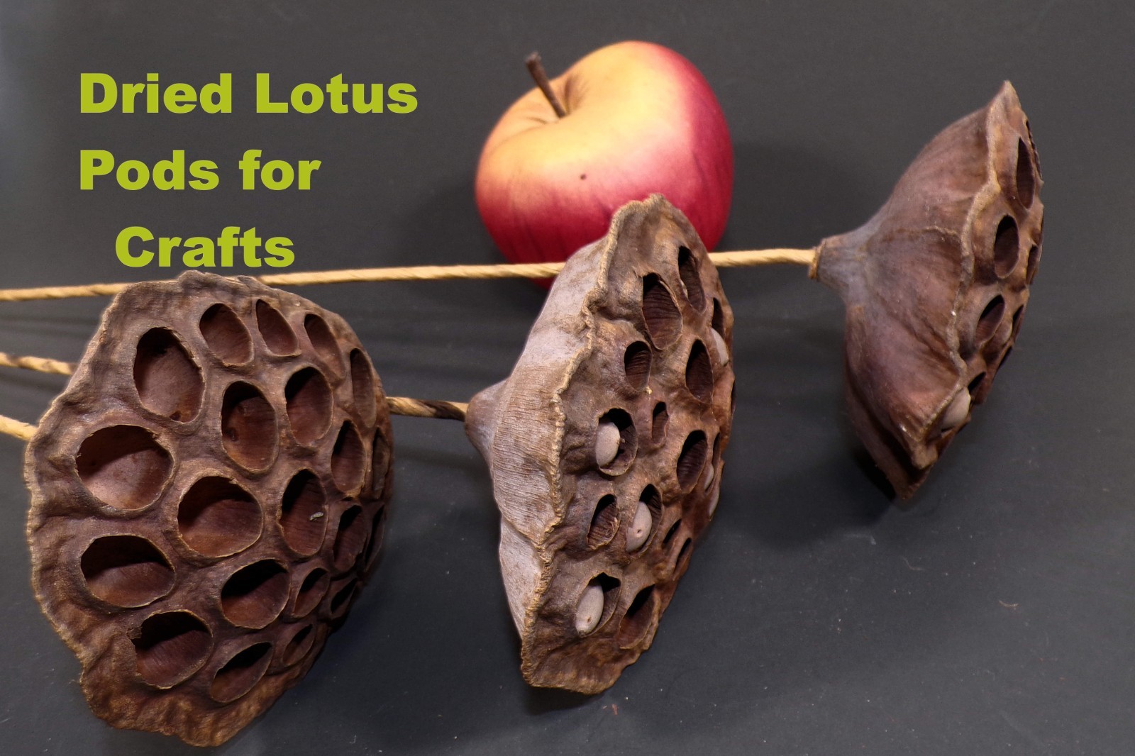 Lotus Seed Pods Lot of 3 Dried for Crafts and Decor 16″L