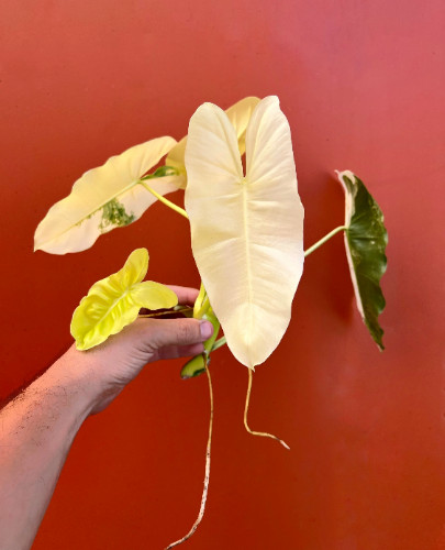 Variegated Burle Marx Philodendron Cutting | Air Roots w/ Nodes | House Plant