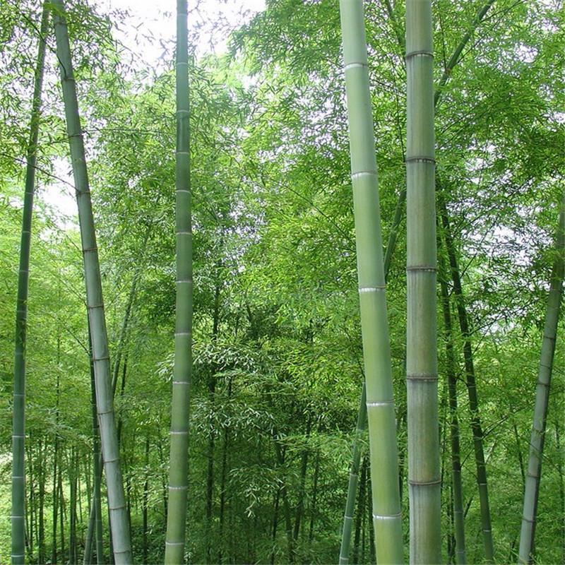 Giant Bamboo Seeds Perennial evergreen Grows Edible Bamboo shoots 100Pcs
