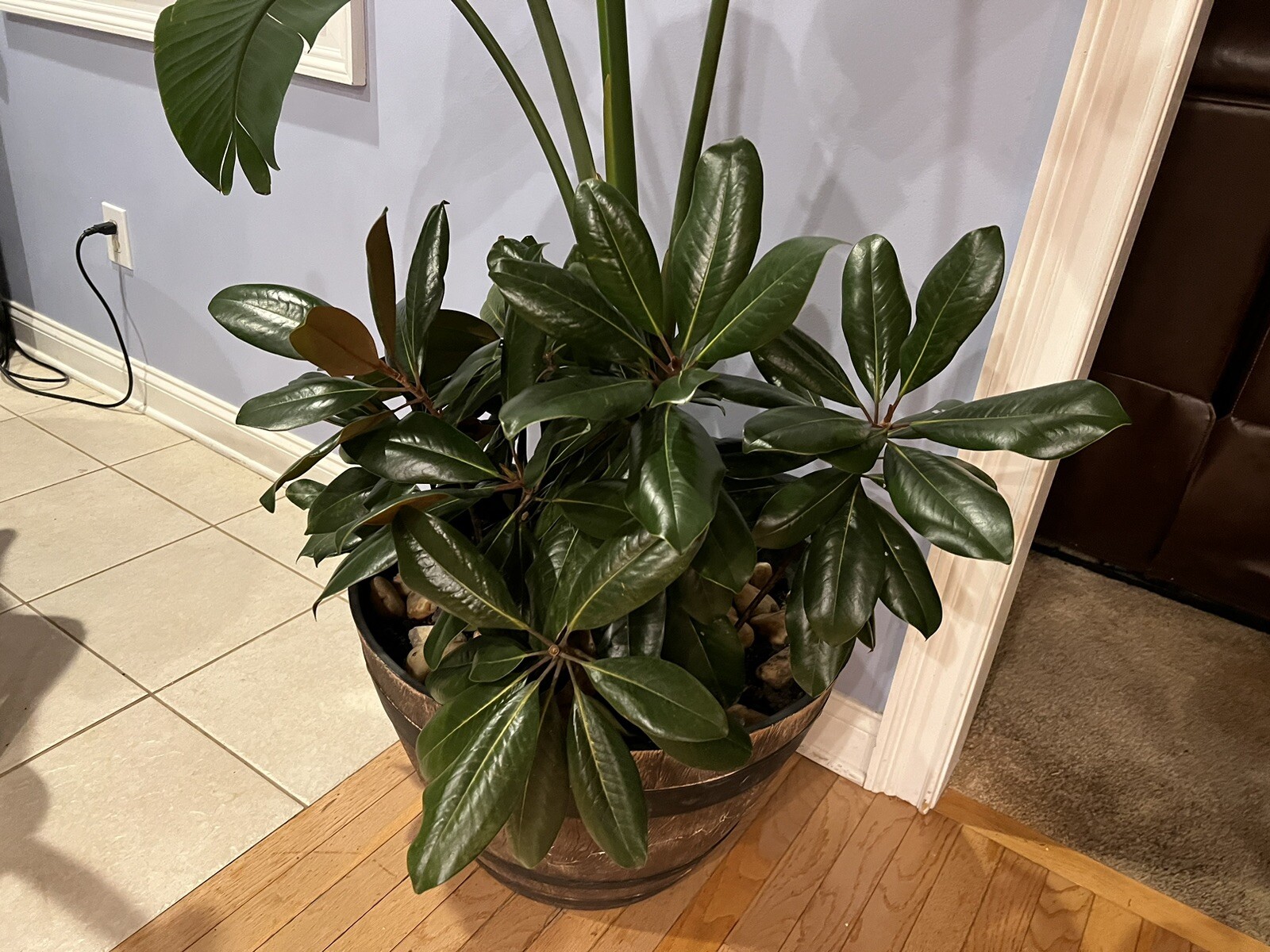 Fresh picked Magnolia Tree Branch Large Size. Approximately 20-30 Leaves