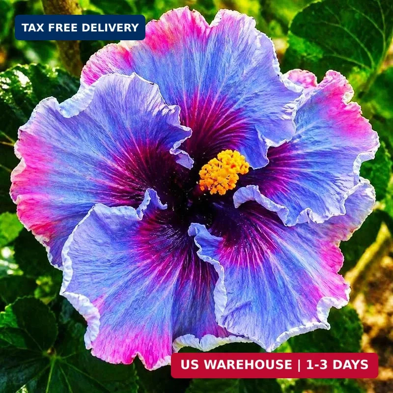 25Pcs Exotic Hibiscus Flower Seeds for Planting – Perennial Flower, Vibrant Colo