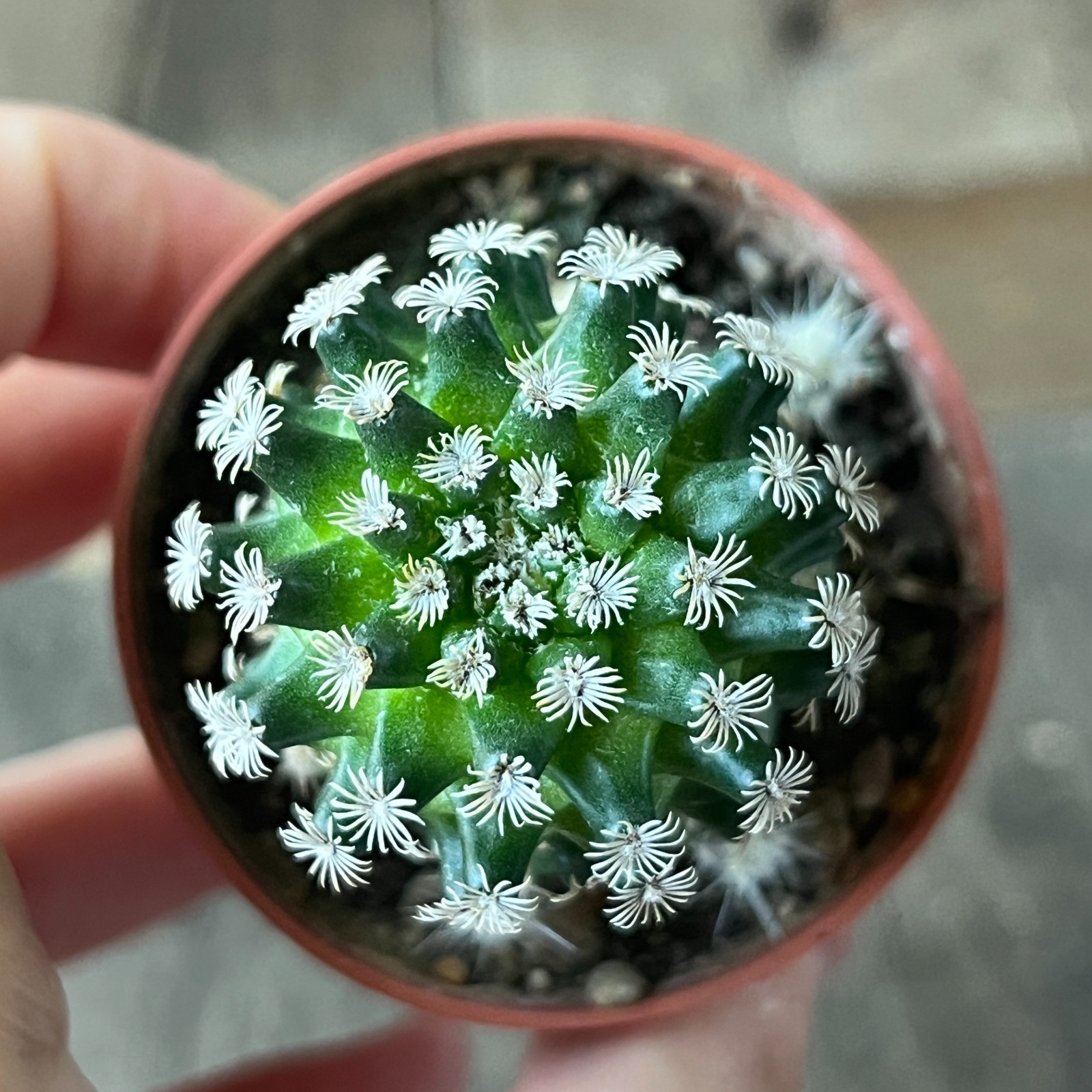 A50-684 Mammillaria hernandezii, grafted