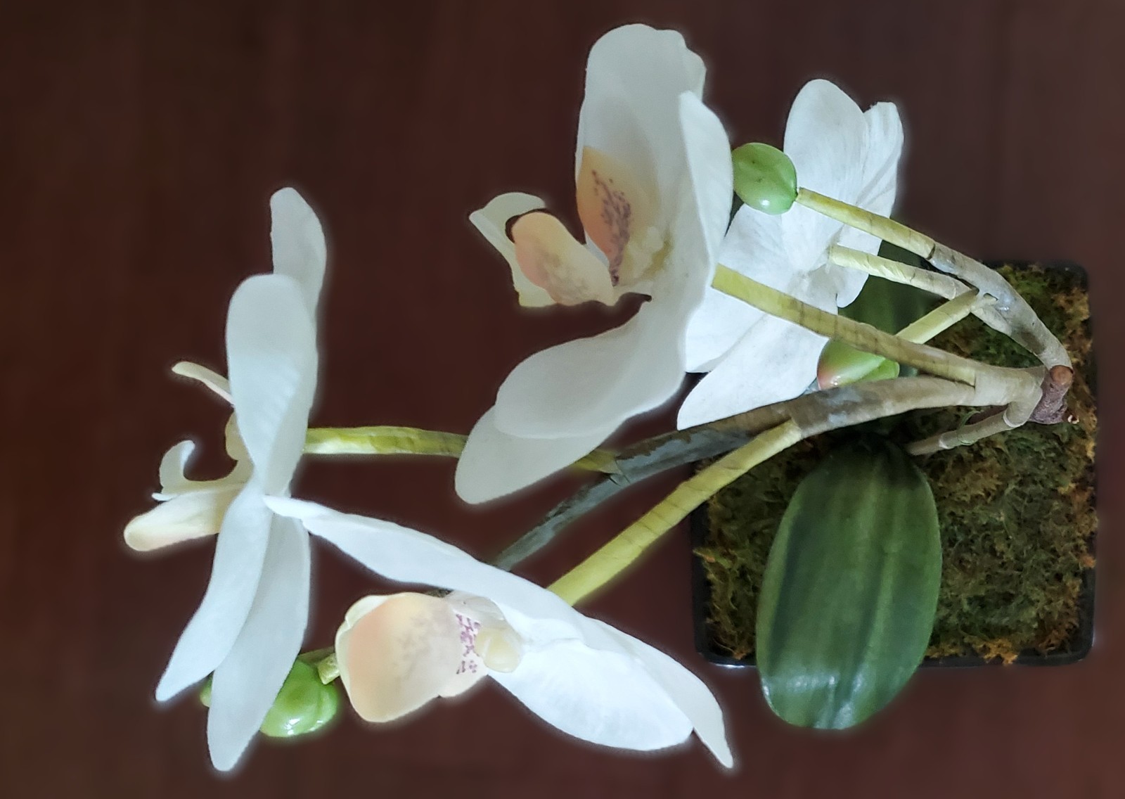 Artificial Flower Arrangement White Phalaenopsis Orchid 16″ in 6x6x2.5 black pot