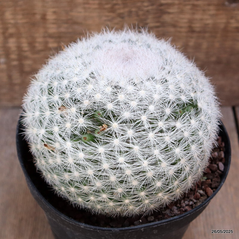 D4366 MAMMILLARIA CANDIDA pot14-H10-W13 cm MaMa Cactus