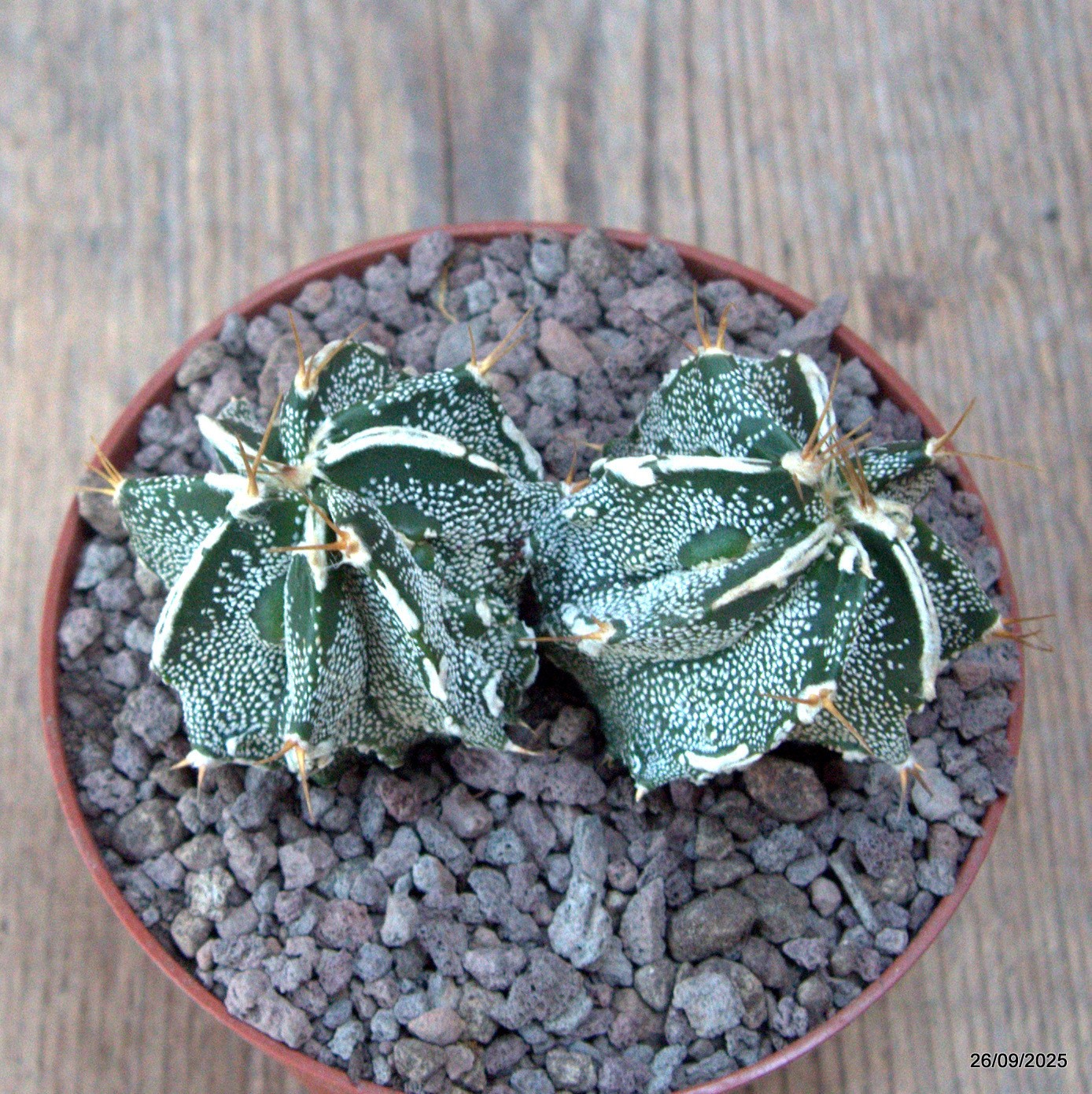 D6690 ASTROPHYTUM ORNATUM X HANNYA pot10-H5-W9 cm MaMa Cactus