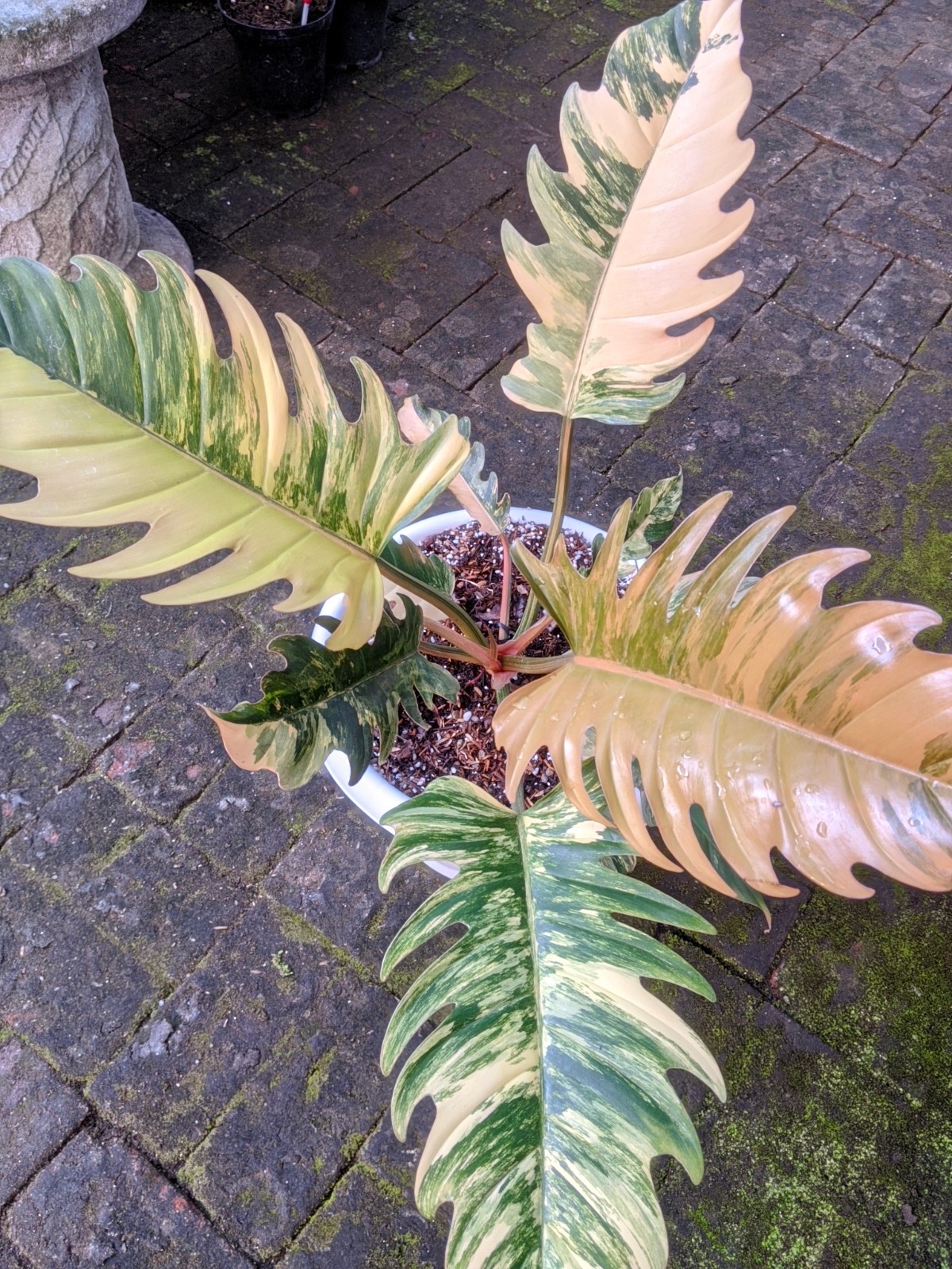 Philodendron Caramel Marble Variegated Real Picture Free Phitosanytari