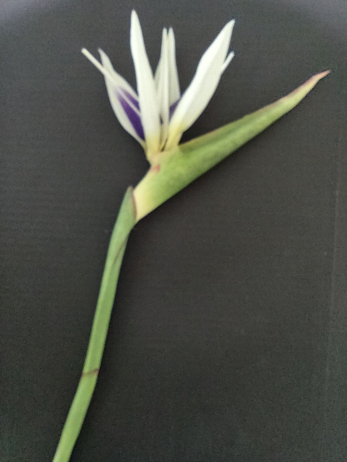 31″ bird of paradise tropical stem. Silk flower floral arrangements WHITE