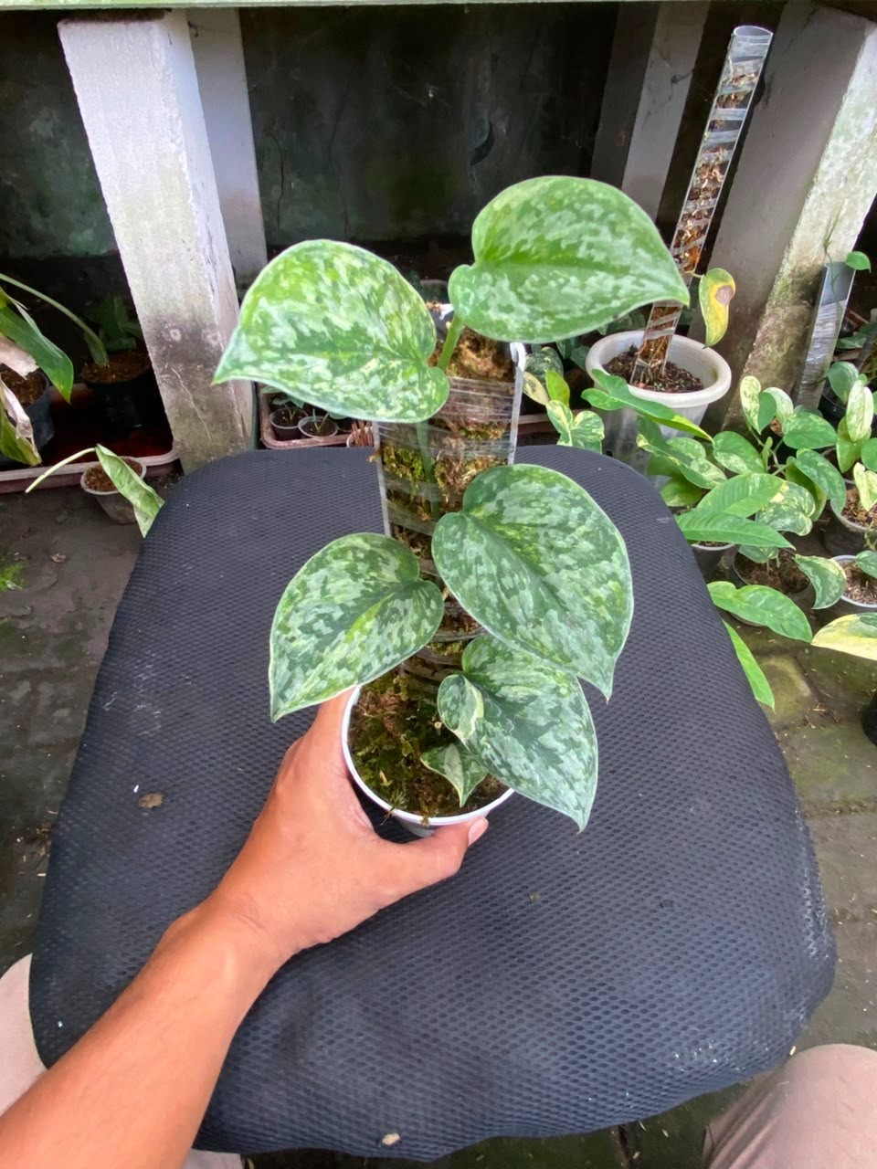 Scindapsus geulis three colour, Rare Variegated, Real Picture, Aroid Houseplant