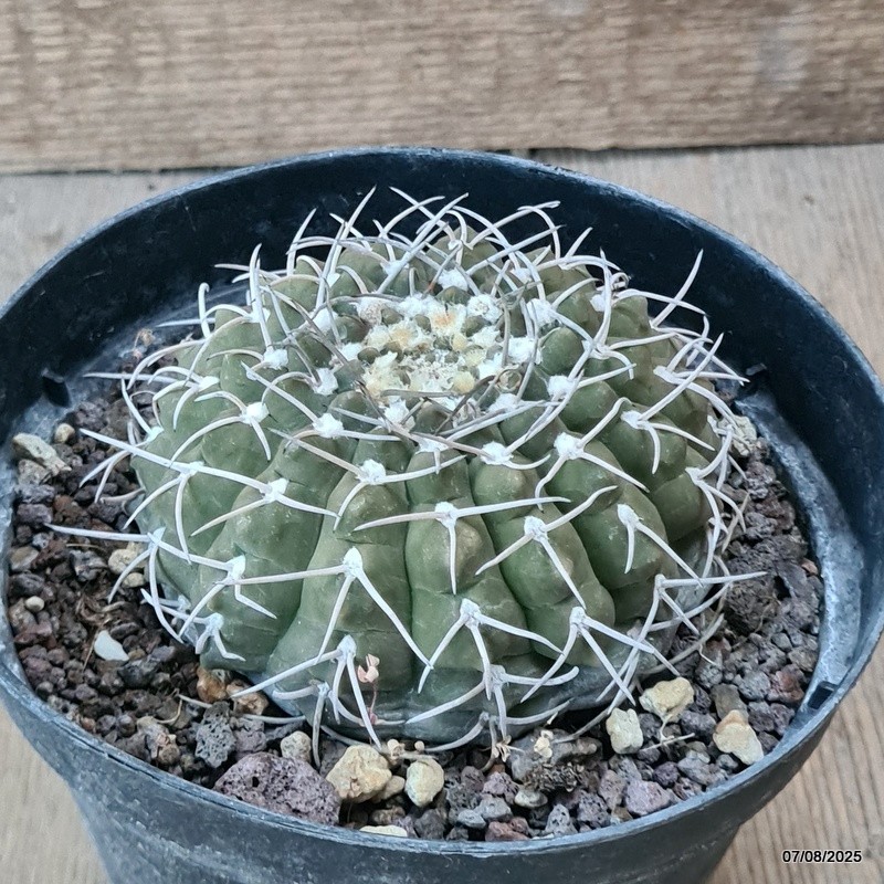 D5738 GYMNOCALYCIUM STELLATUM pot14-H5,5-W9 cm MaMa Cactus