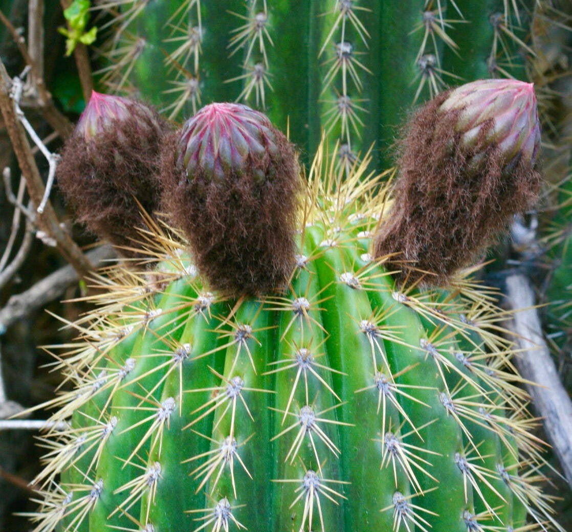 Echinopsis cochabambensis SEEDS – Cochabamba hedgehog cactus | Cochabamba echino