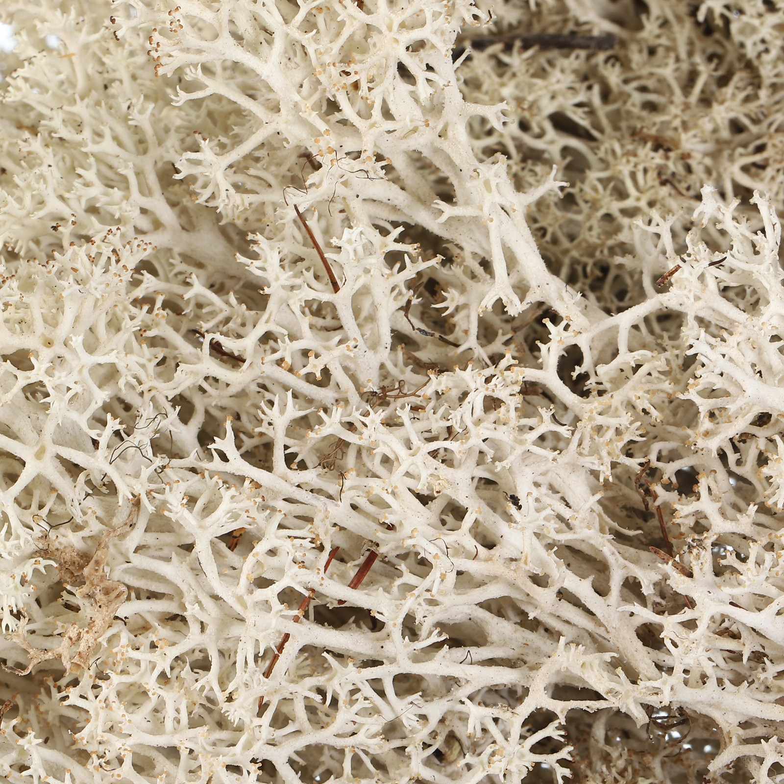 3.5 OZ Fake Moss Preserved Reindeer Moss Artificial Moss Lichen Natural