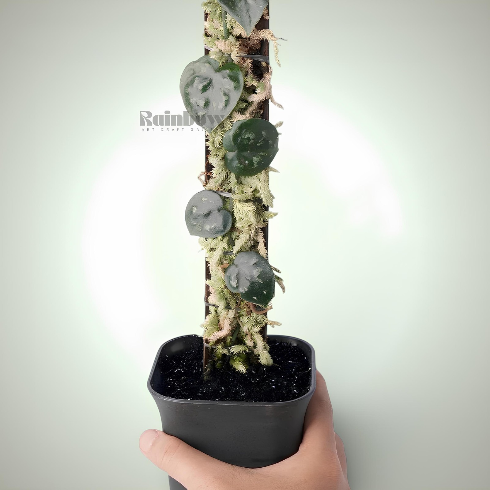 Scindapsus Black Mamba Jungle Plant