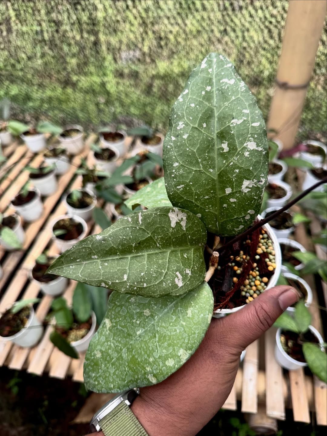 Hoya Sp Aceh Bird Of Paradise Rare Tropical Indor Outdor Wax Plant