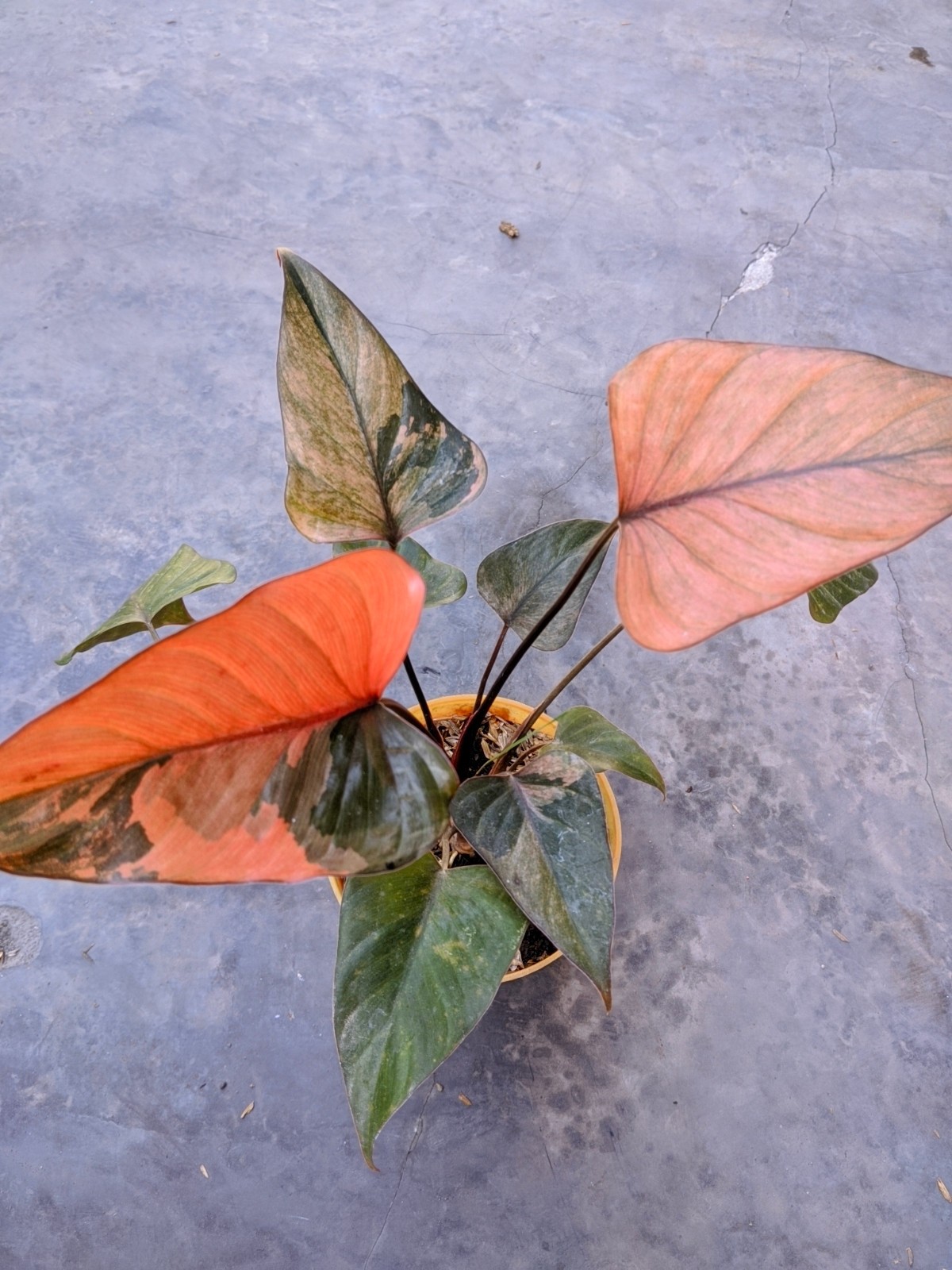 Homalomena Diamond Pink Variegated Real Picture