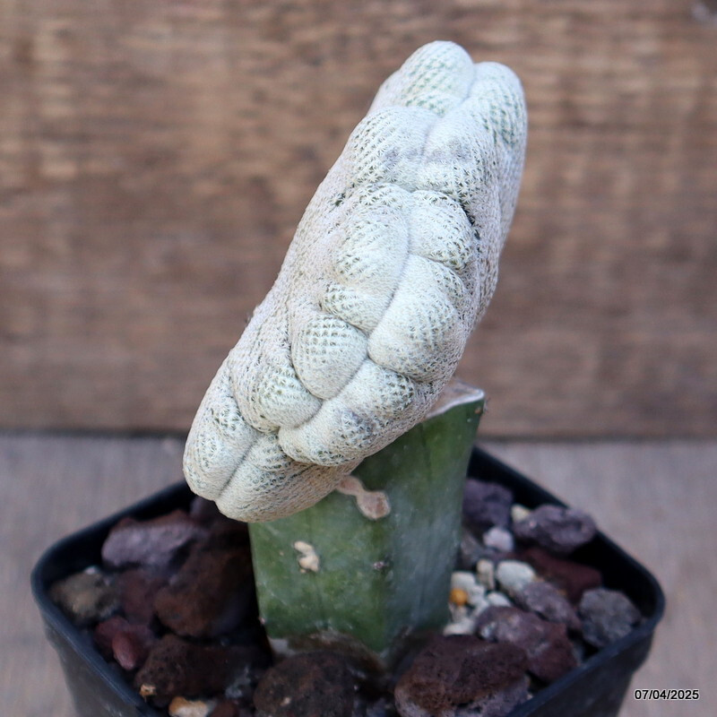 D2877 EPITHELANTHA BOKEI CRESTED GRAFTED pot8-H7-W6 cm MaMa Cactus