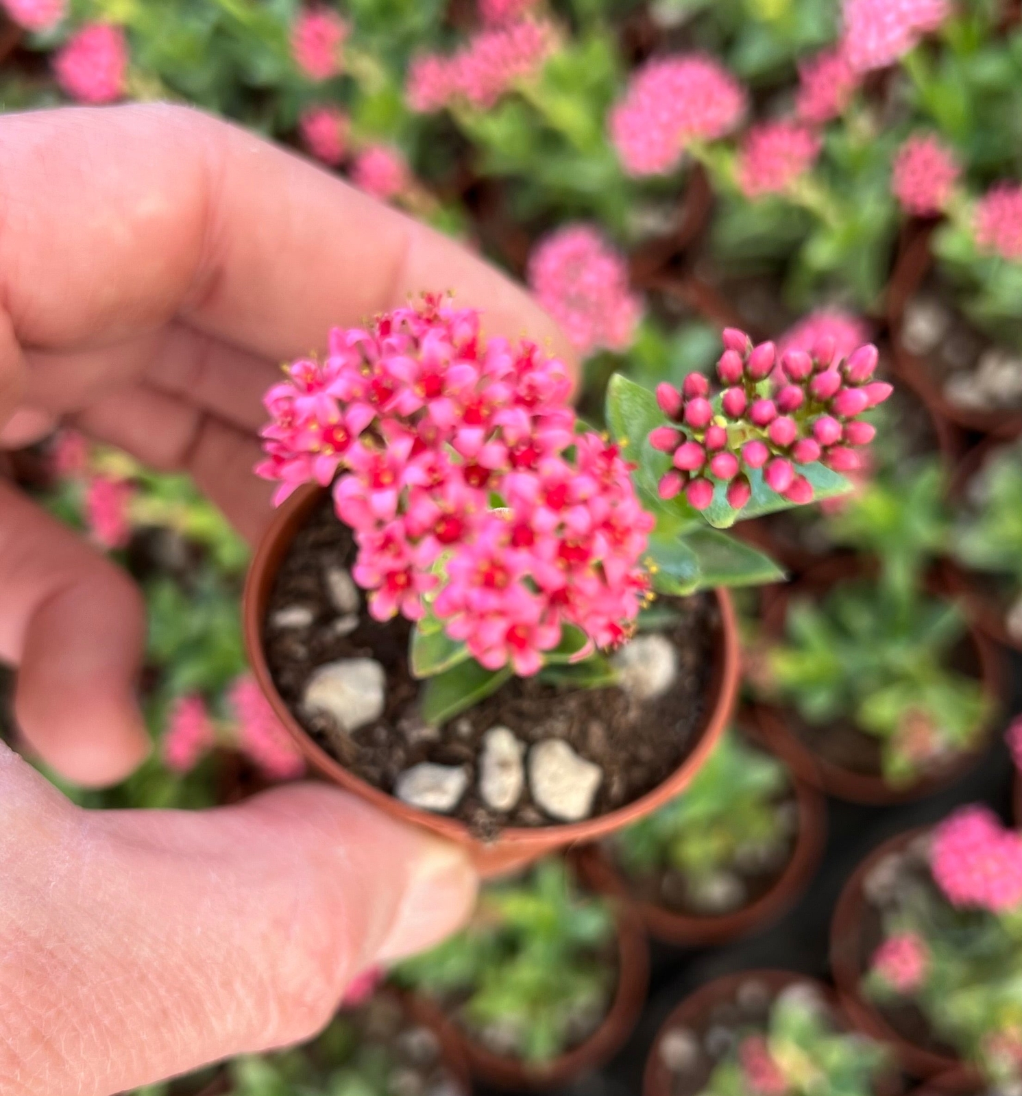 Crassula cv Bride’s Bouquet –