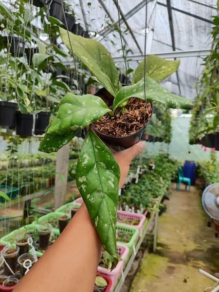 Hoya Clemensiorum Gorung Rare Tropical Indor Outdor Wax Plant