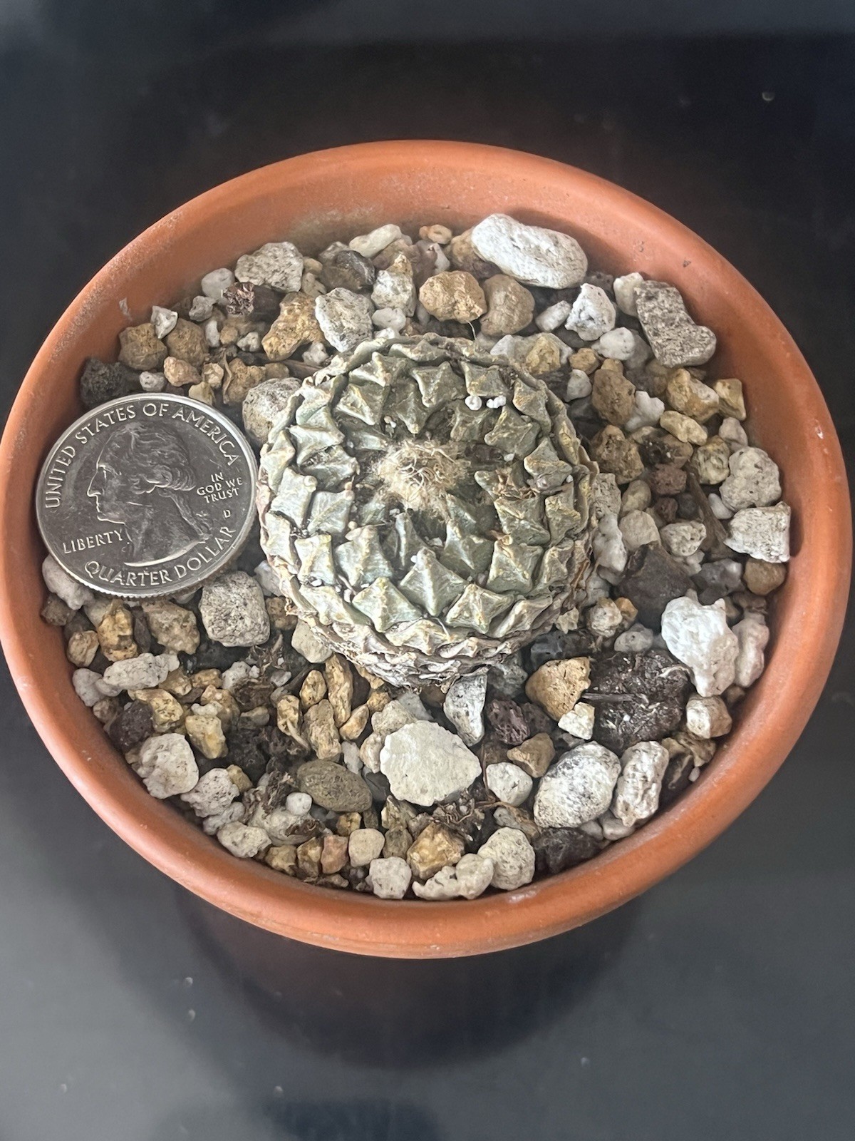 pelecyphora Strobiliformis own root