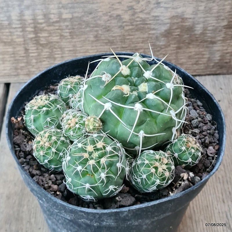 D5744 GYMNOCALYCIUM DENUDATUM pot14-H7-W13 cm MaMa Cactus