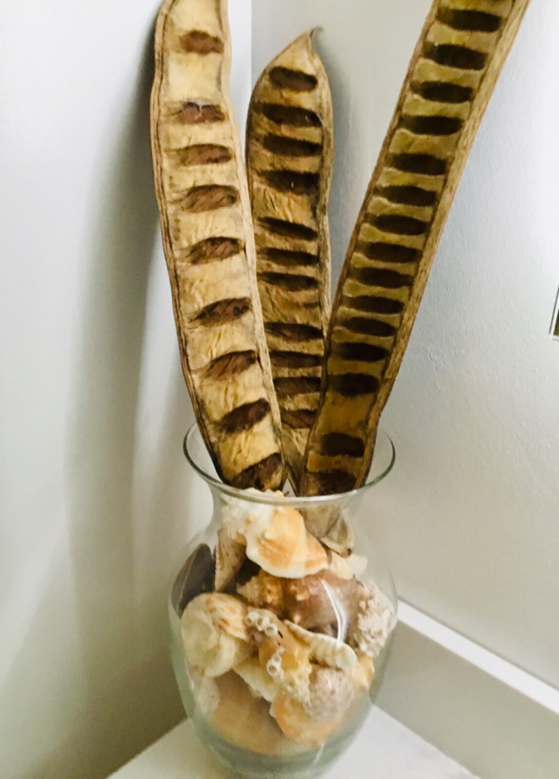 1pc Flame Tree pods 15” Organic Hawaii Bobs Art Dried Flowers Gifts
