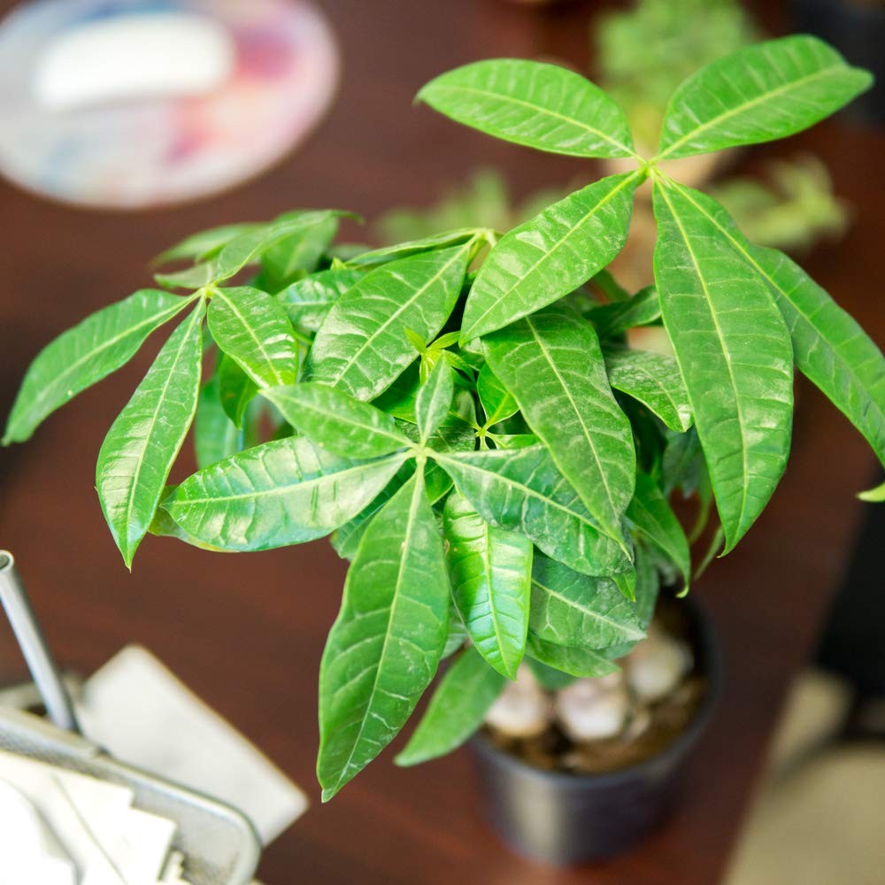 Braided Money Tree 5in. in Grower’s Pot | | Pachira Aquatica | 15in Tall | Ea…