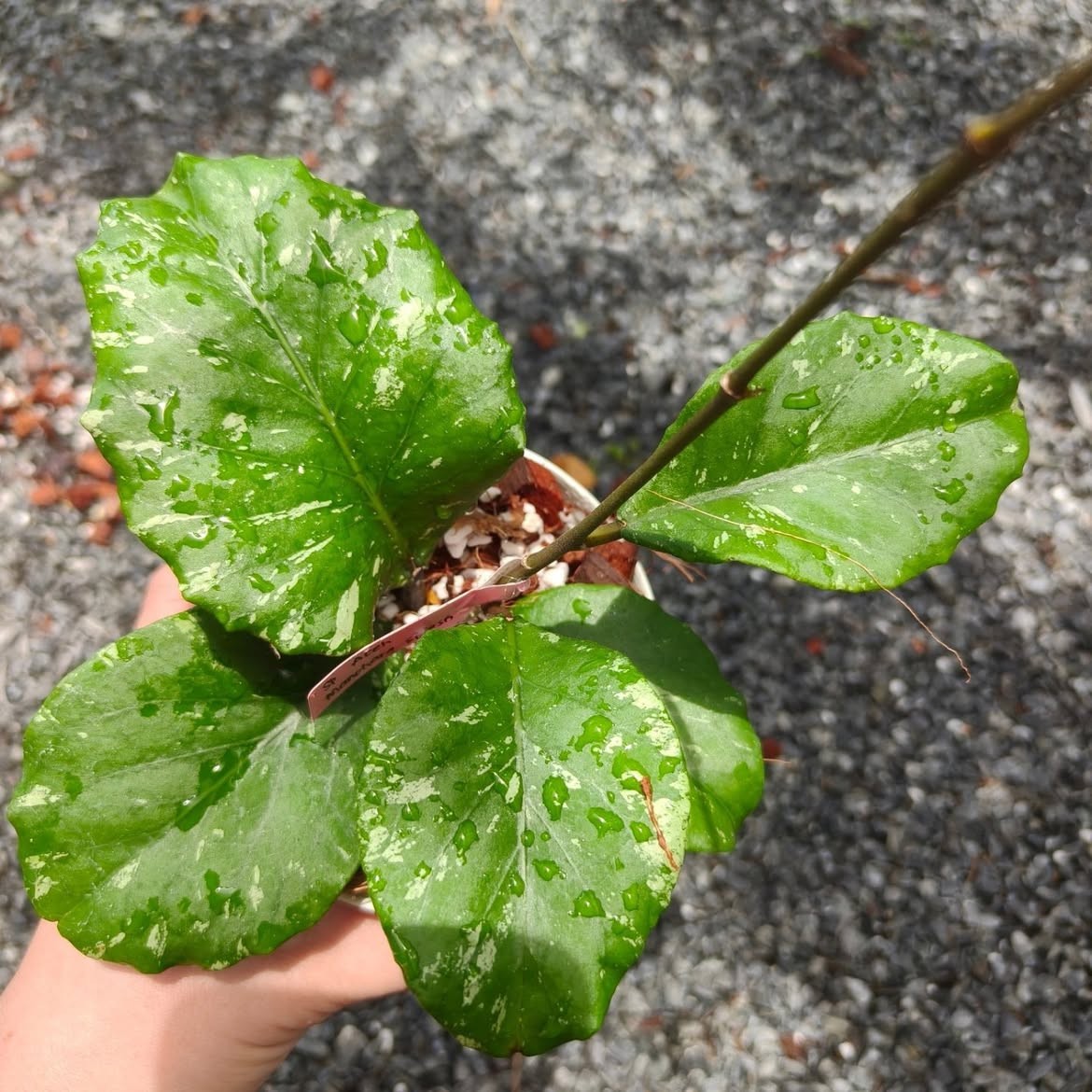 Hoya Sp Aceh Manohara Rare Tropical Wax Plant