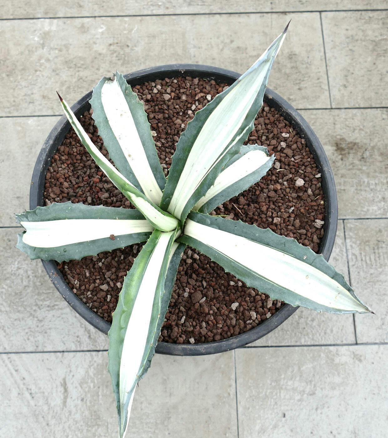 Agave americana MEDIOPICTA ALBA WHITE VARIEGATED 31cm – Century plant | American