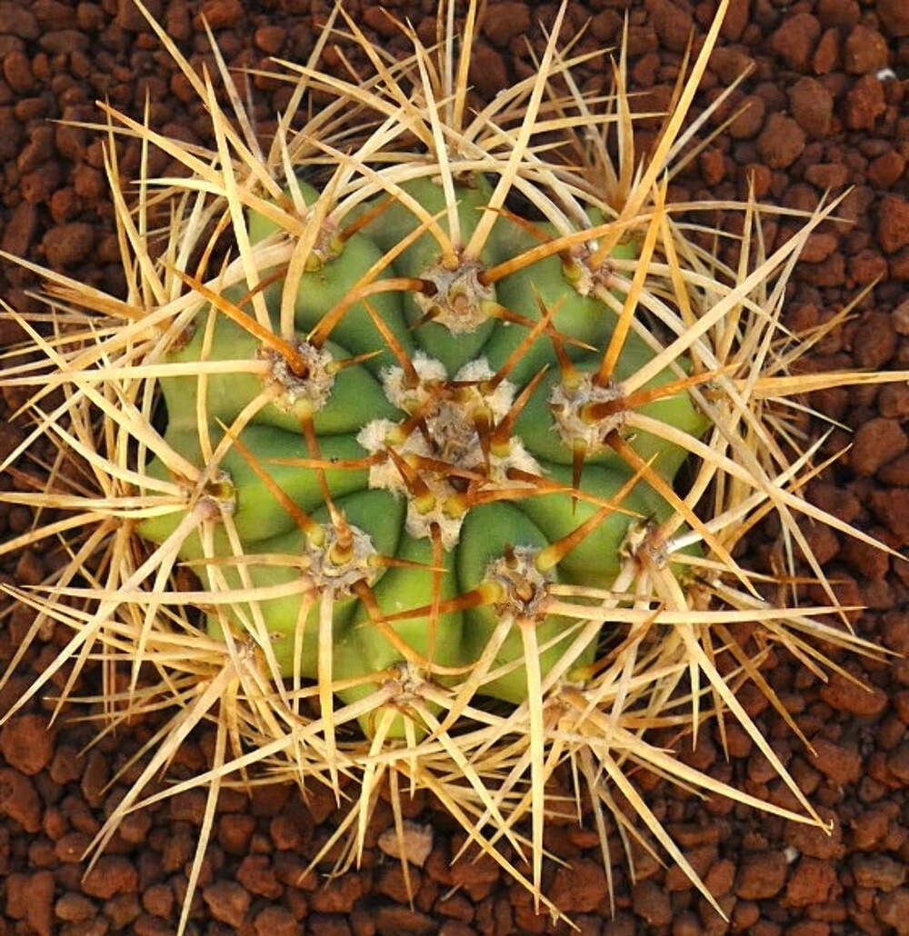 Cereus pasacana – Pasacana cactus | Argentine saguaro