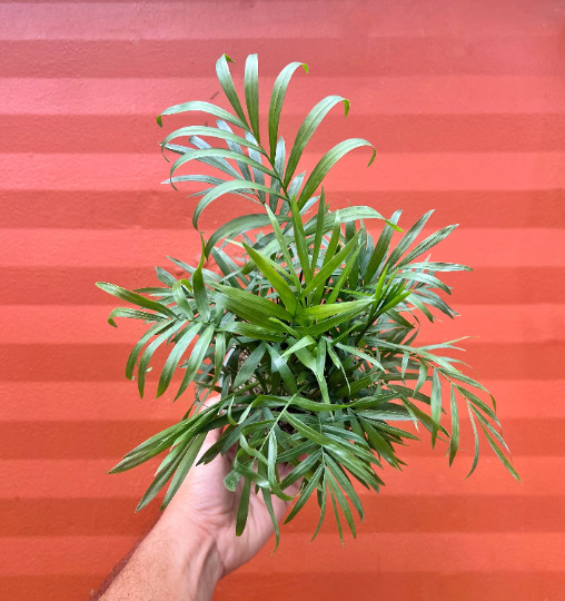 Parlor Palm in 4″ Pot – Chamaedorea elegans – Neanthe bella | Live plant