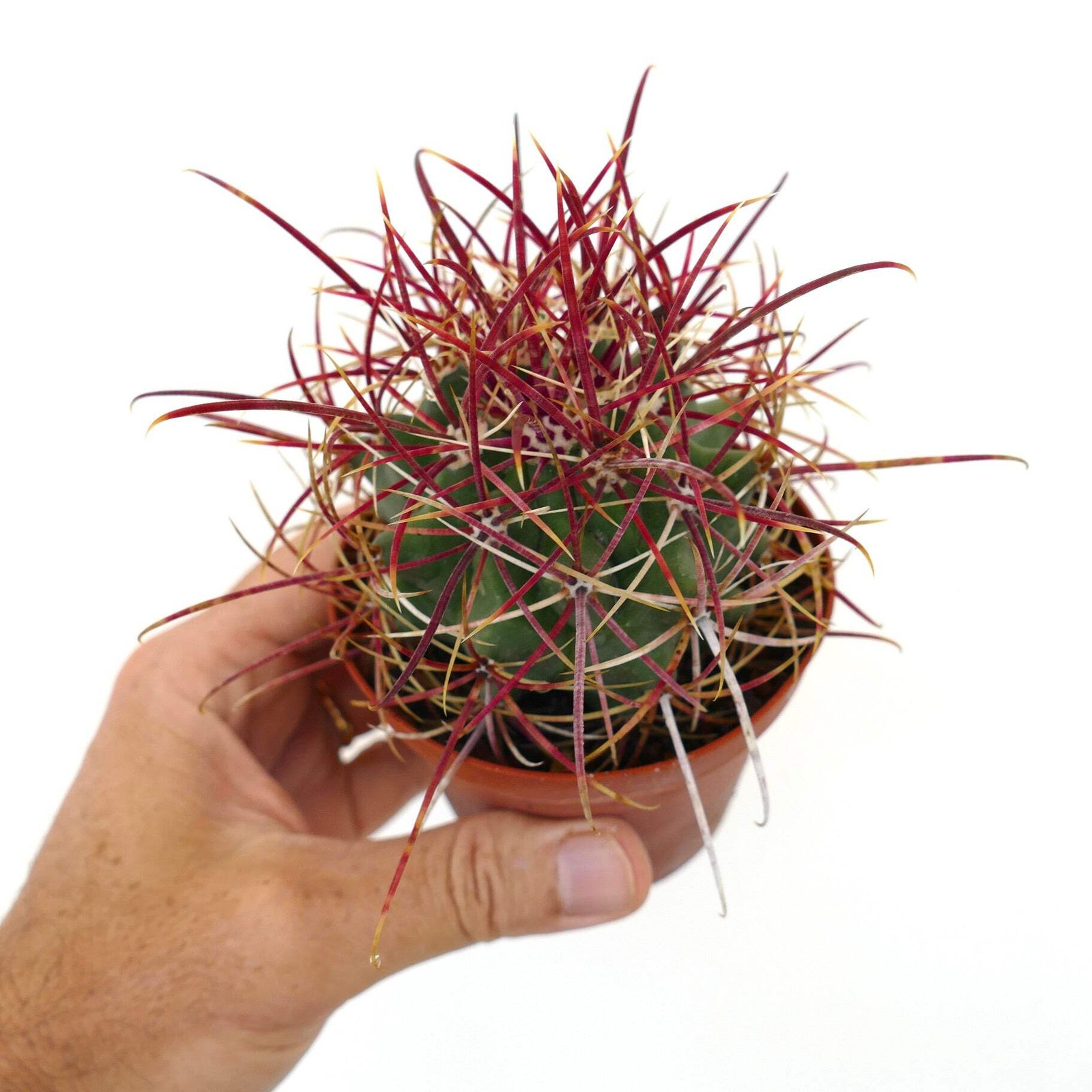 Ferocactus cylindraceus var. lecontei SELECTED 202 – California barrel cactus |
